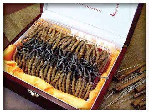 松潘冬虫夏草回收